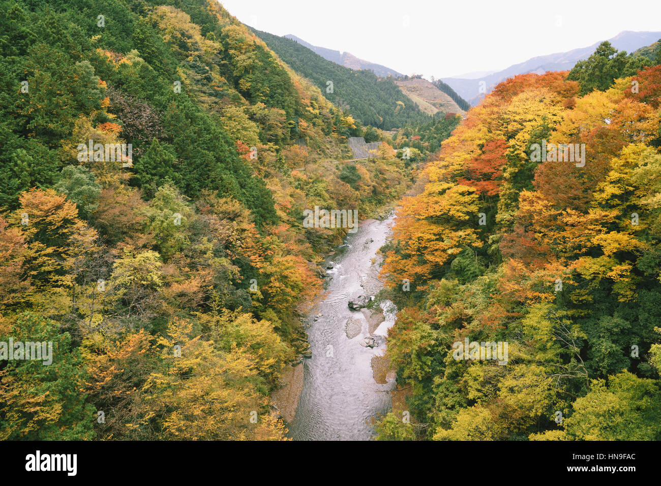 Cours d'eau et les feuilles d'automne à Okutama, Tokyo, Japon Banque D'Images