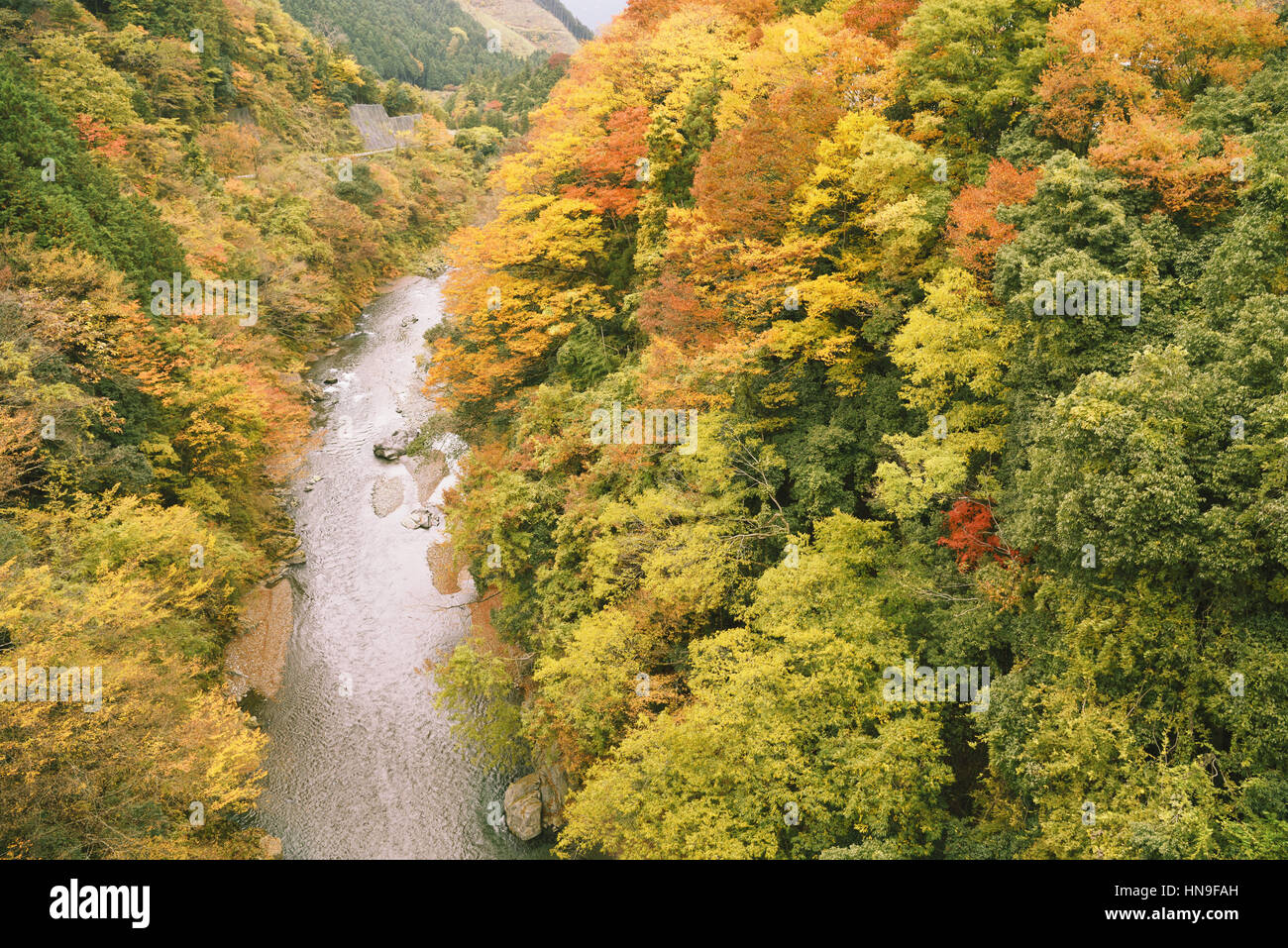 Cours d'eau et les feuilles d'automne à Okutama, Tokyo, Japon Banque D'Images