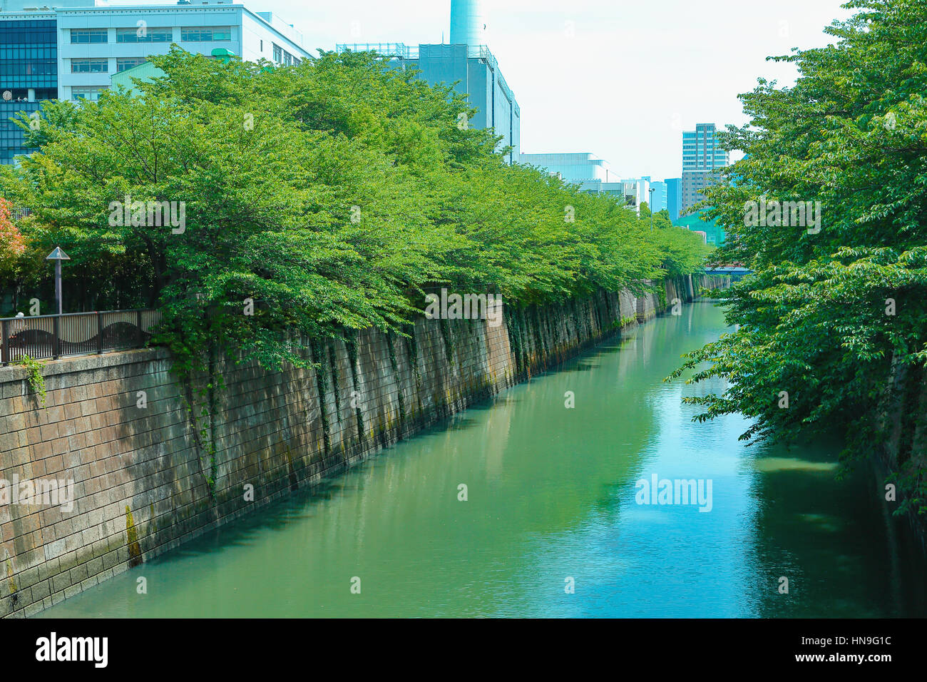 Au vert frais de la rivière Meguro, Tokyo, Japon Banque D'Images