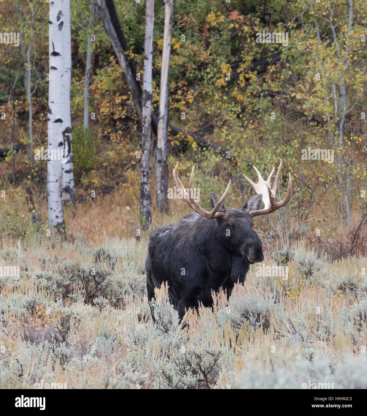 Bull Moose maturité parmi les trembles et les peupliers dans la prairie d'Armoise Banque D'Images