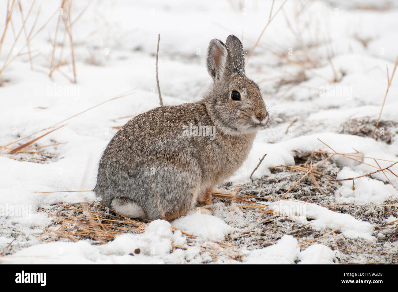 Lapin de montagne sur neige avec l'herbe morte Banque D'Images