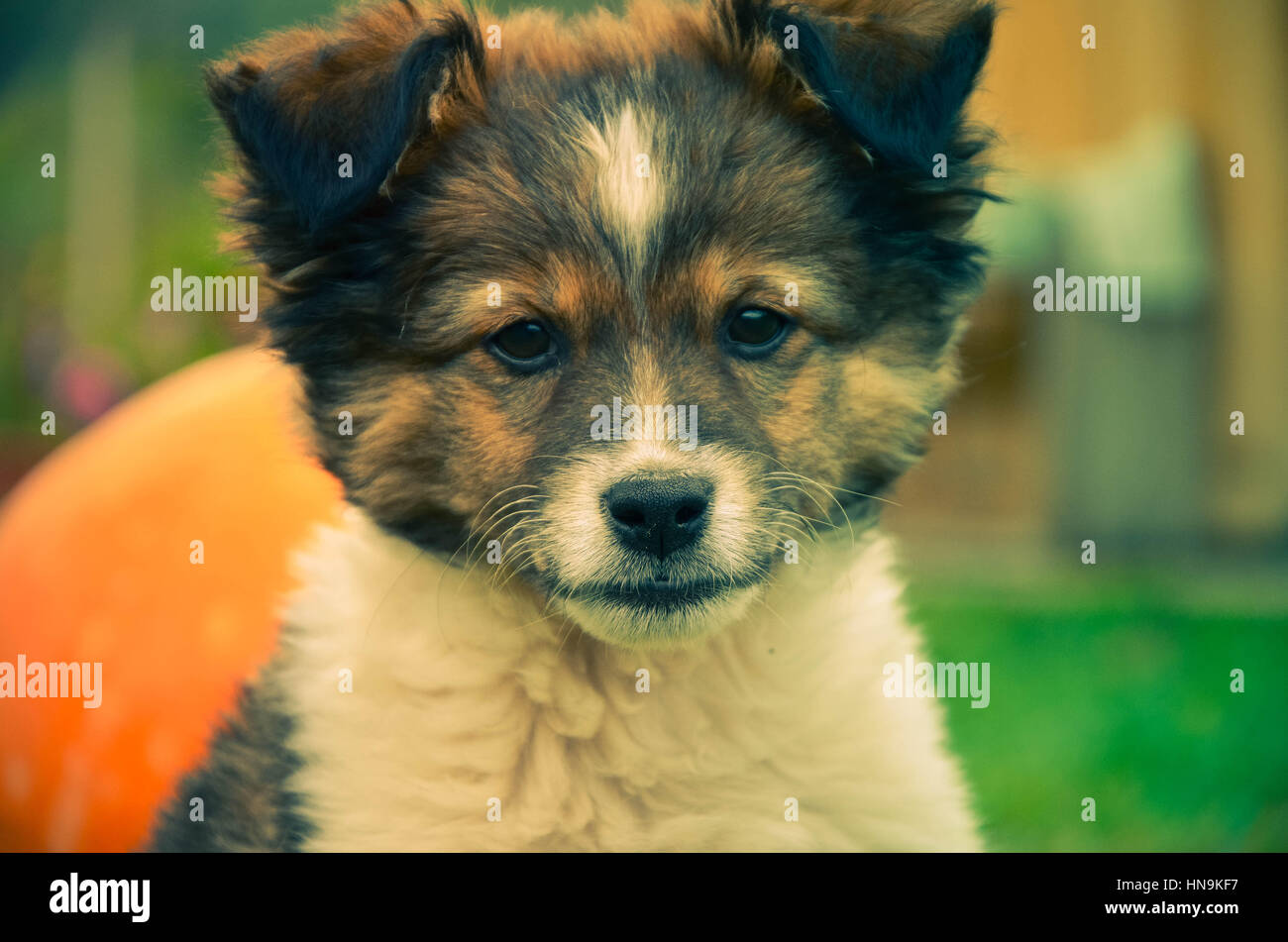 Beagle chiot mignon portrait en haut. Filtre vintage. Banque D'Images