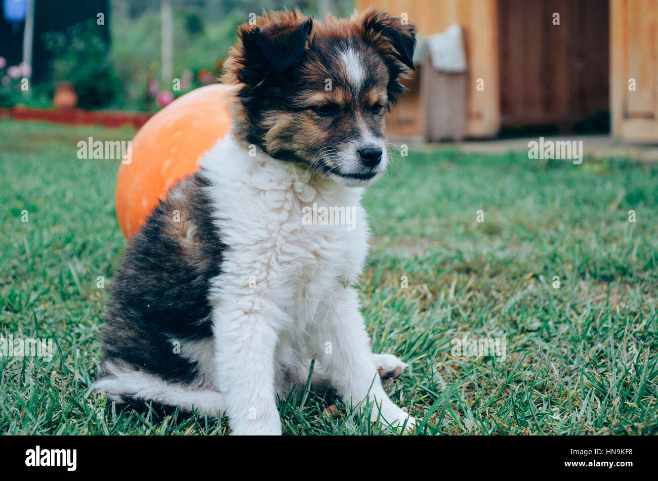 Beagle chiot mignon portrait en haut. Filtre vintage. Banque D'Images