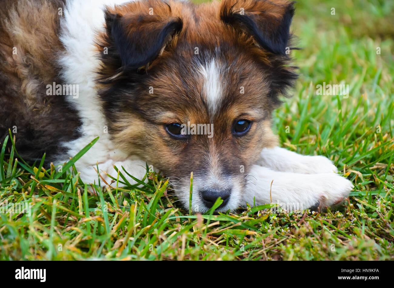 Beagle chiot mignon portrait en haut. Filtre vintage. Banque D'Images