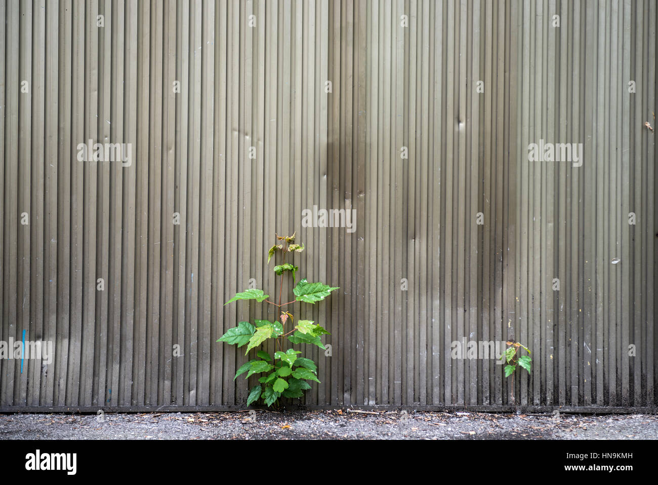 L'usine s'est accrue par les pierres. L'usine est passée de sol en béton Banque D'Images