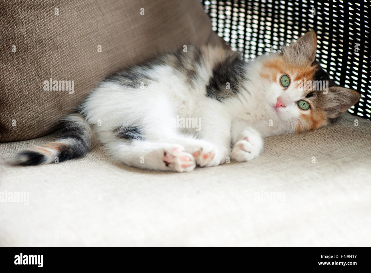 Portrait de Tabby kitten lying Banque D'Images