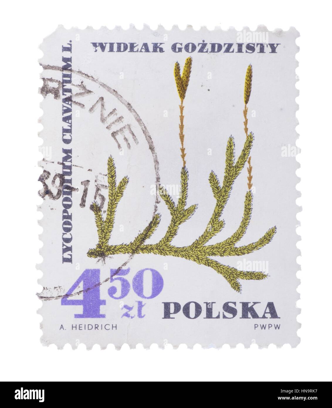 Pologne - circa 1967 : timbre imprimé en indique la pine Banque D'Images