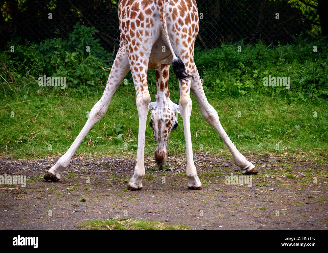 Bébé girafe se nourrit de feuilles dans sa position de flexion Banque D'Images