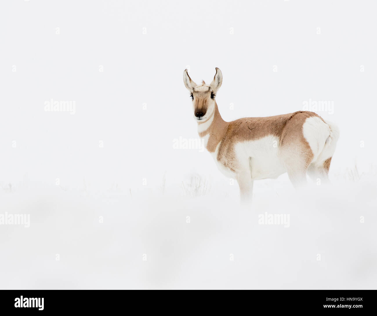 L'antilope femelle près de dans des conditions de voile blanc dans la neige en hiver Banque D'Images