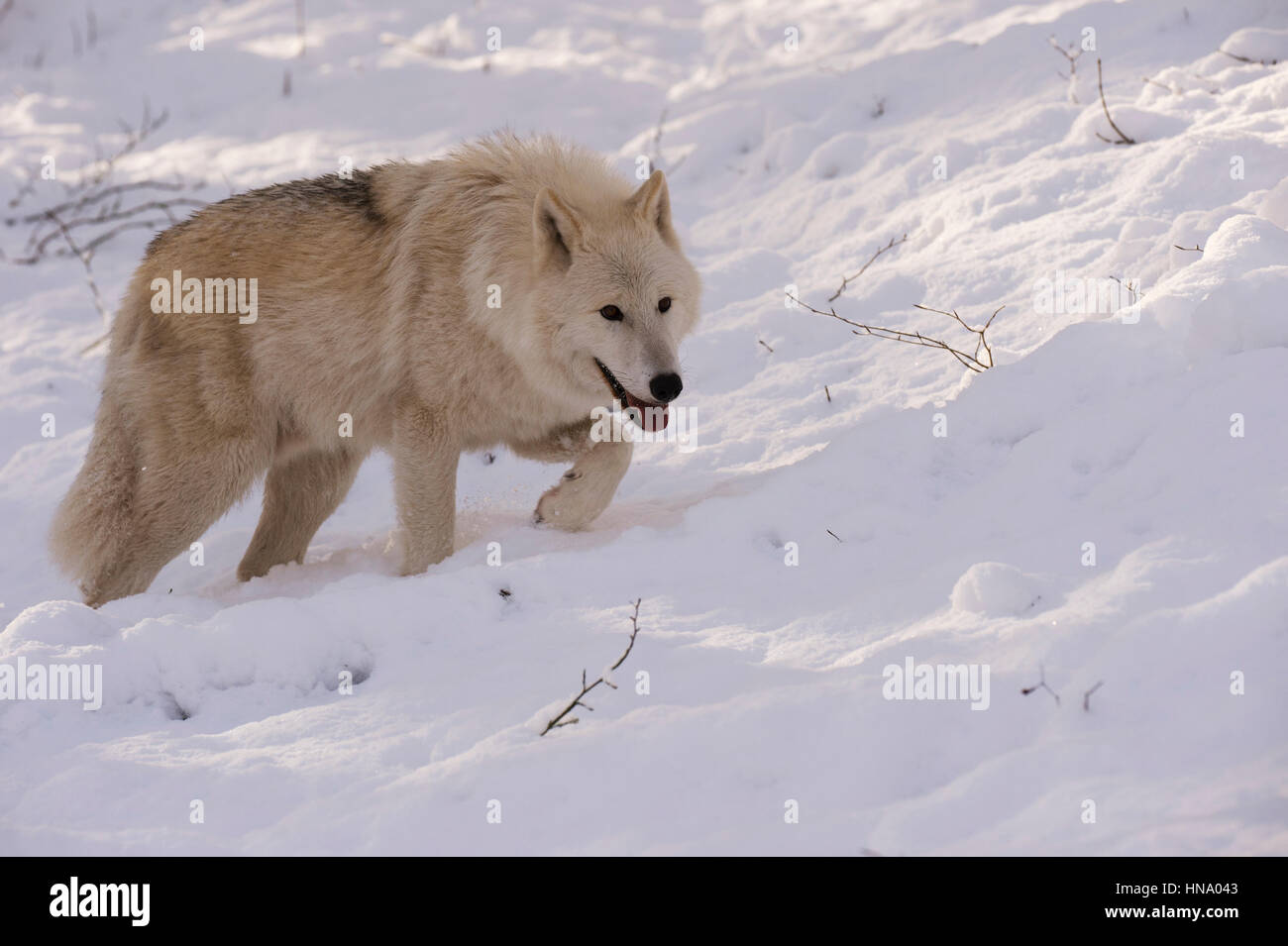 Le loup arctique (Canis lupus arctos) dans la neige, captive, Rhénanie-Palatinat, Allemagne Banque D'Images