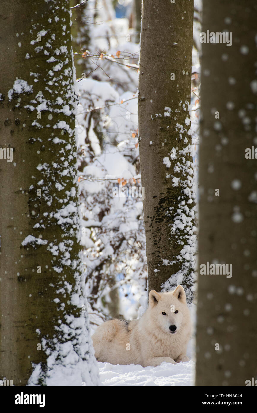 Le loup arctique (Canis lupus arctos) reposant entre les arbres dans la neige, captive, Rhénanie-Palatinat, Allemagne Banque D'Images