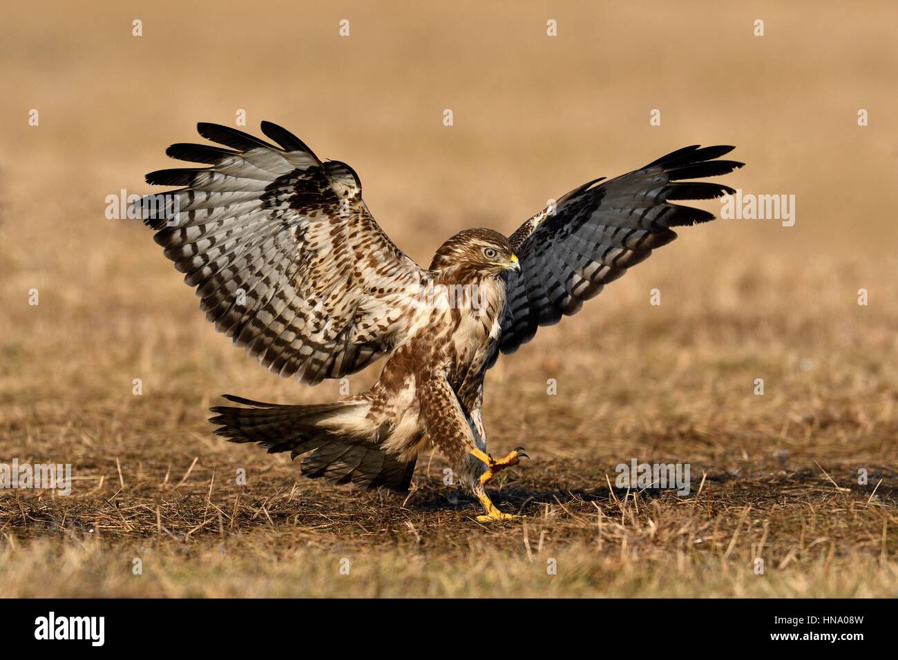 La buse (Buteo buteo) pendant l'approche, Province de Lodz, Pologne Banque D'Images