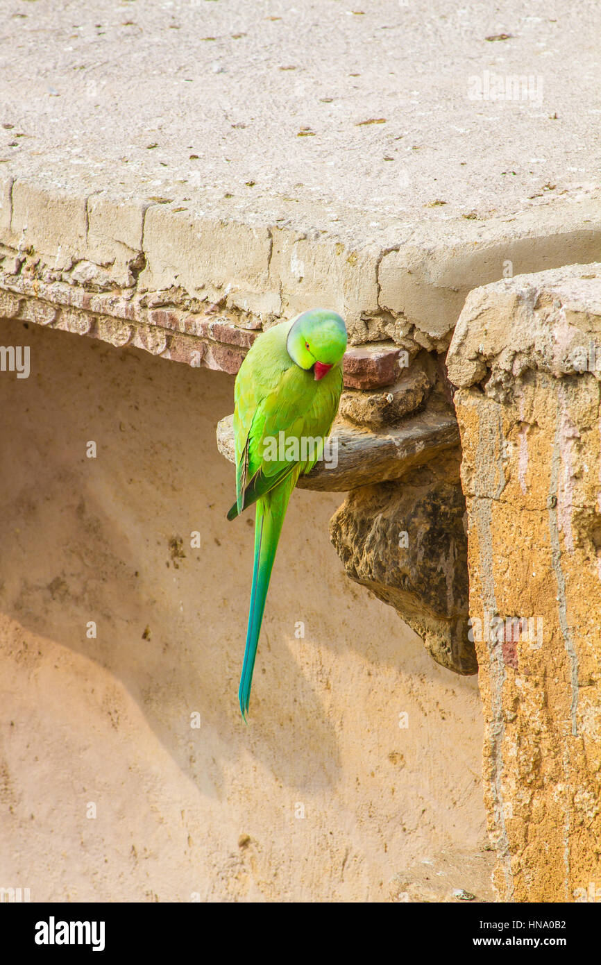 Un perroquet vert, ou Rose-Ringed perruche, au Rajasthan, Inde du Nord. Banque D'Images
