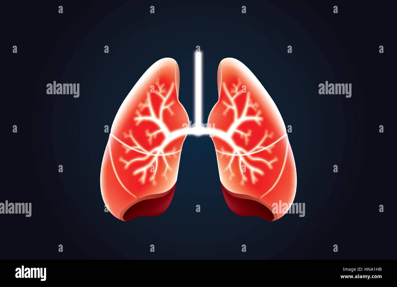 Vecteur poumon couleur rouge sur noir. Cette illustration sur la santé humaine. Illustration de Vecteur