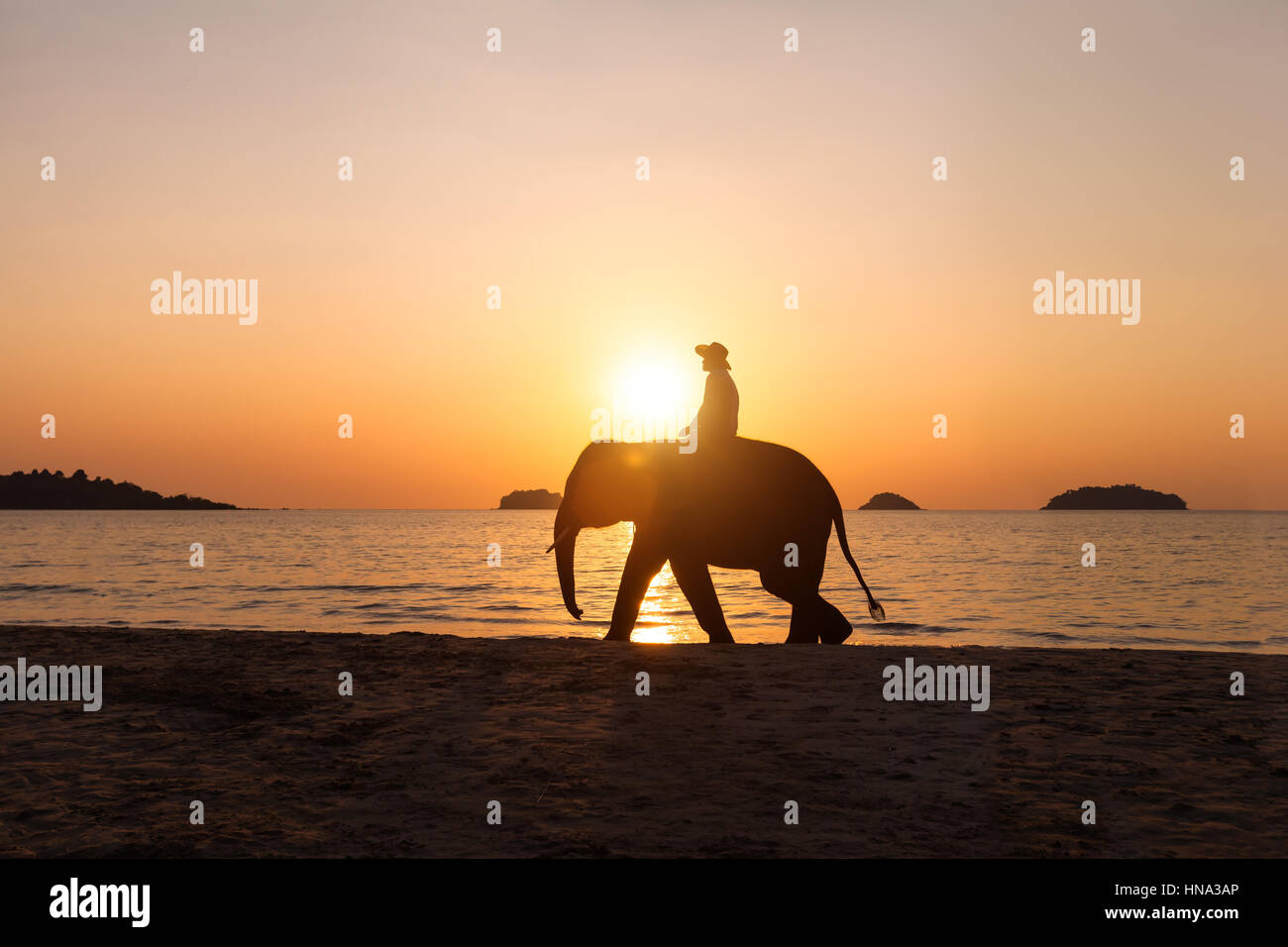 Chaise Installer Sur Un éléphant En Asie Silhouette d'un homme monté sur un éléphant d'Asie sur une plage