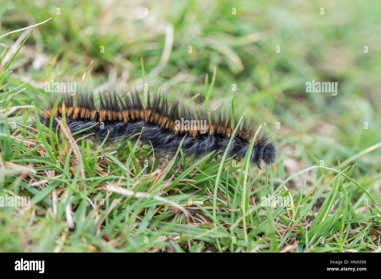 Fox Moth caterpillar, Macrothyacia rubi, sur des landes de calcaire, Yorkshire Dales Banque D'Images