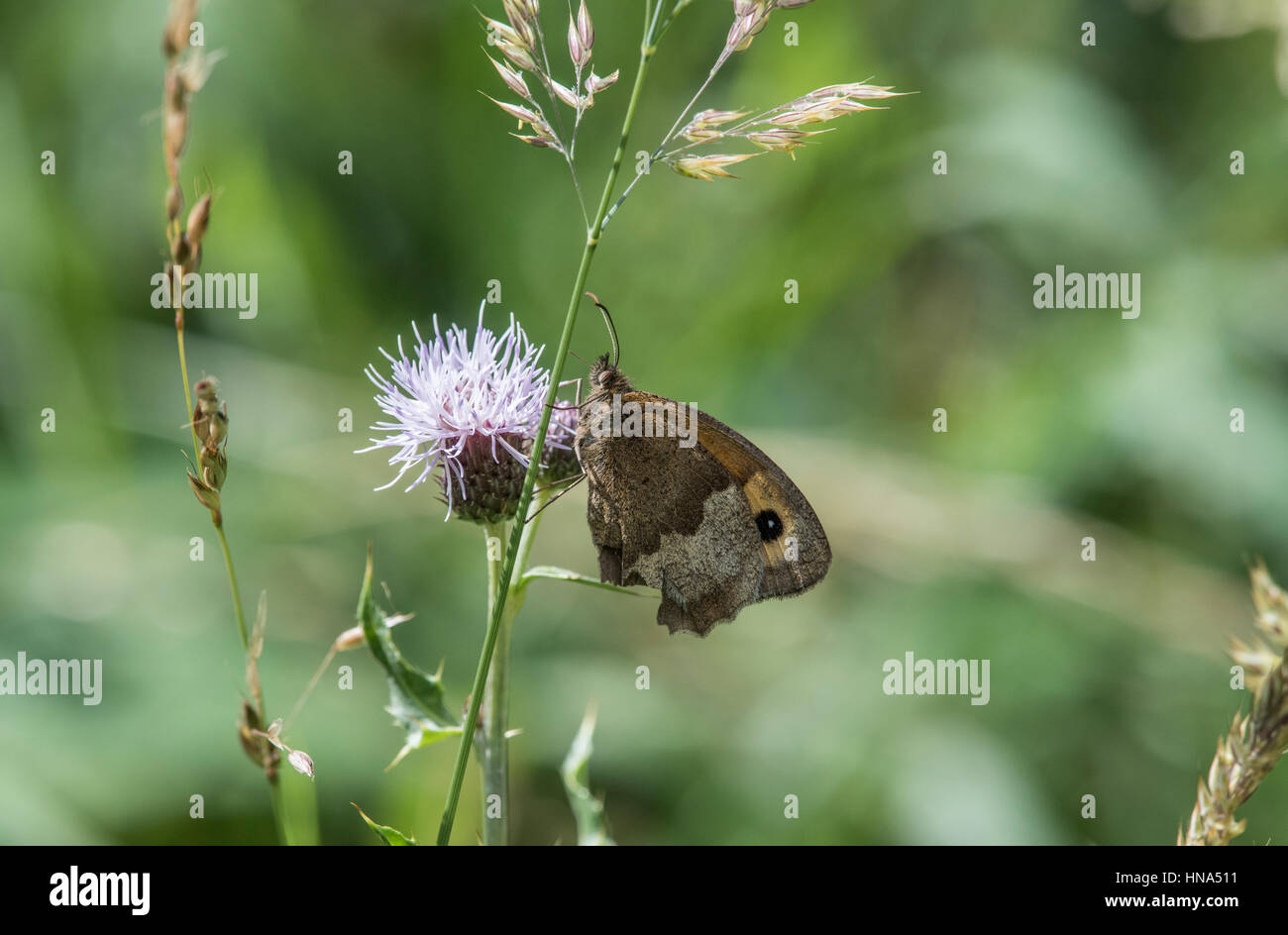 Prairie femelle brown, Papillon Maniola jurtina, sur le bord des bois, l'alimentation sur thistle Banque D'Images