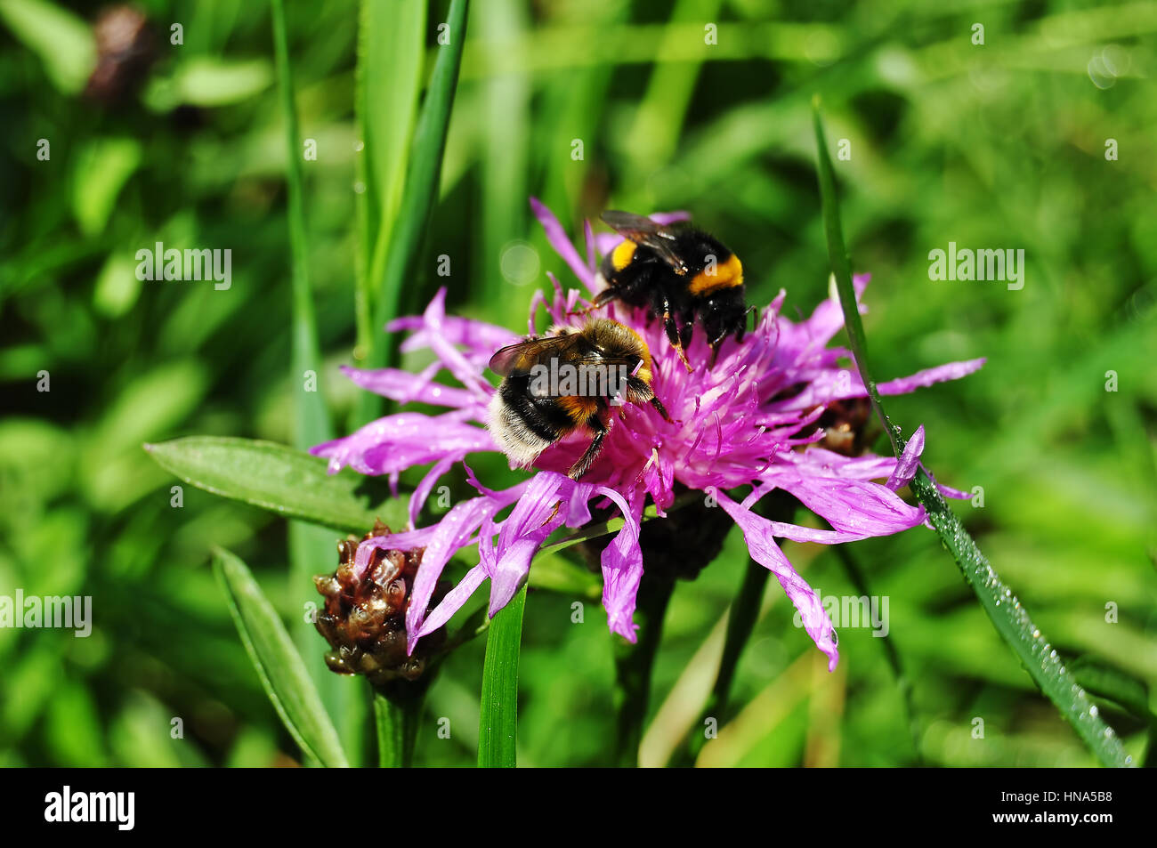 Deux bourdons sont la collecte de nectar sur bleuet pourpre à sunny meadow. Macro photo. Banque D'Images
