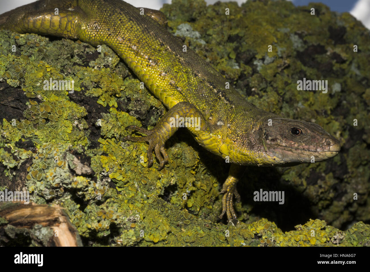 Lézard vert occidental Lacerta bilineata, en Sicile Banque D'Images