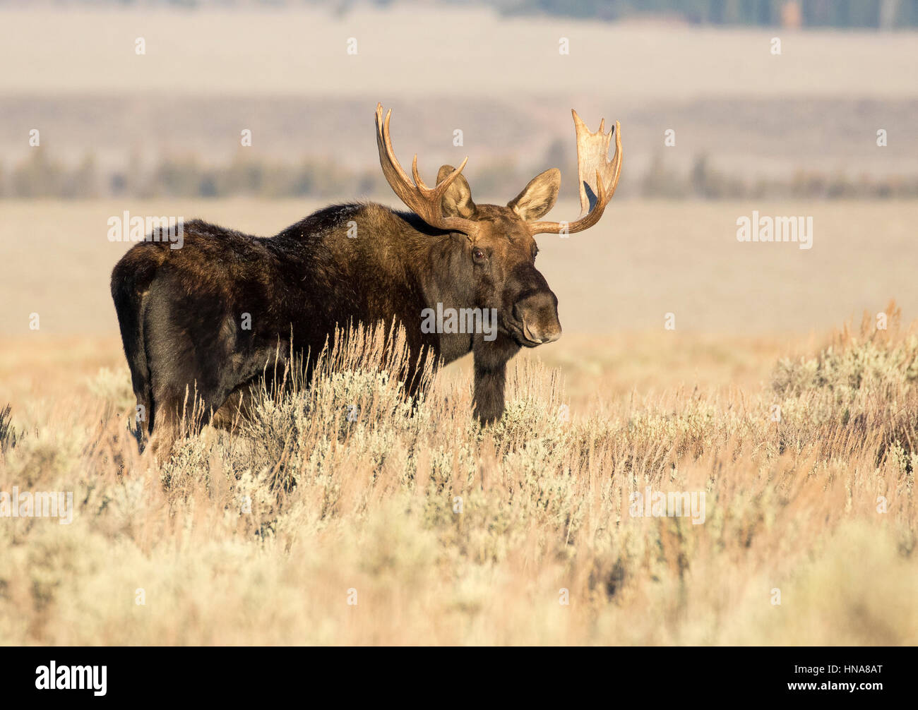 Bull Moose mature dans une profonde et de l'armoise en herbe meadow Banque D'Images
