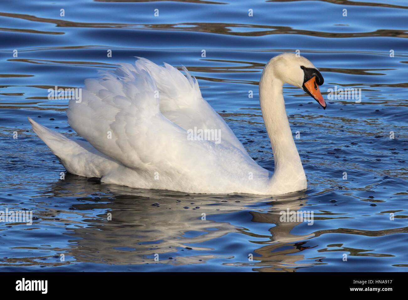 Un beau blanc Cygne tuberculé Cygnus olor natation sur un lac Banque D'Images