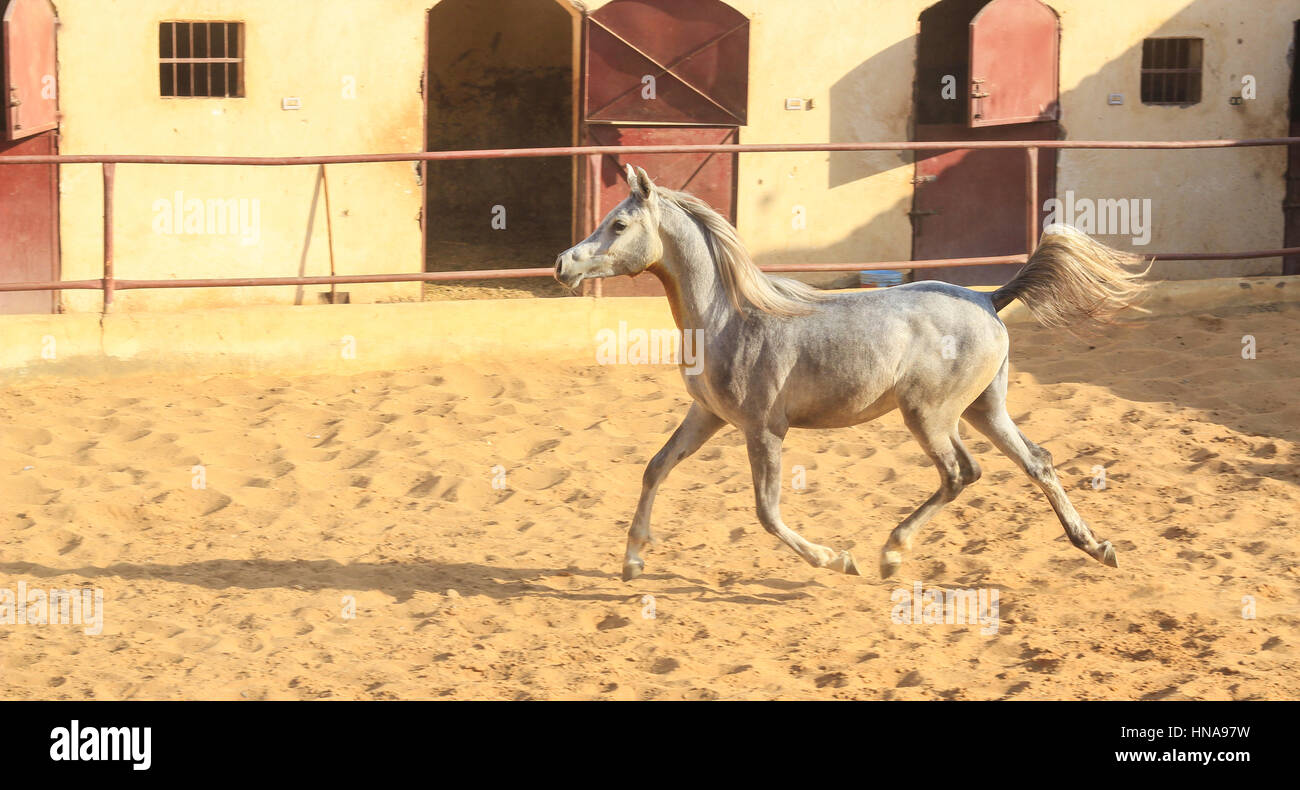 Cheval Arabe dans un ranch de sable/ Cheval Arabe d' dans un champ de sable à sunny day Banque D'Images