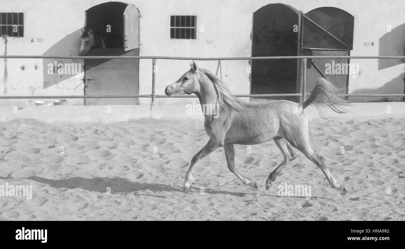 Cheval Arabe dans un ranch de sable/ Cheval Arabe d' dans un champ de sable à sunny day Banque D'Images