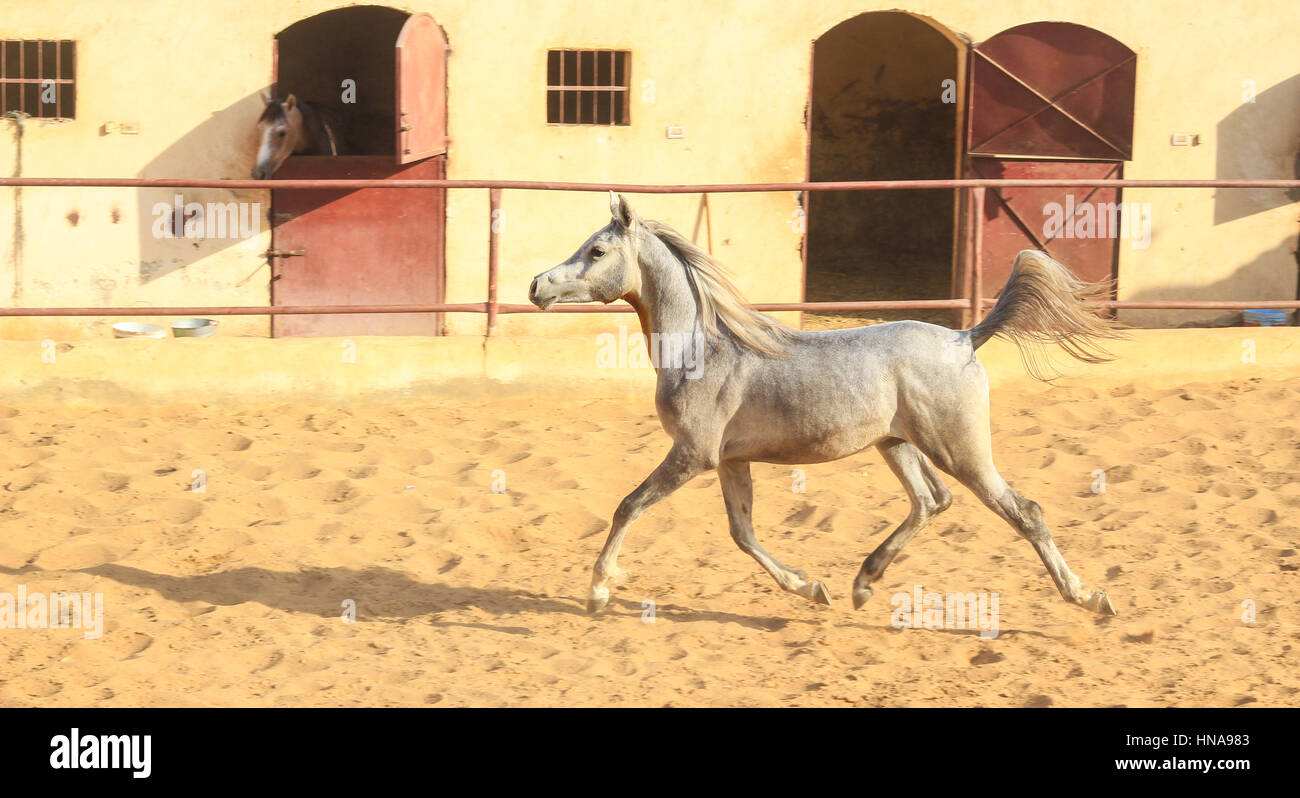 Cheval Arabe dans un ranch de sable/ Cheval Arabe d' dans un champ de sable à sunny day Banque D'Images
