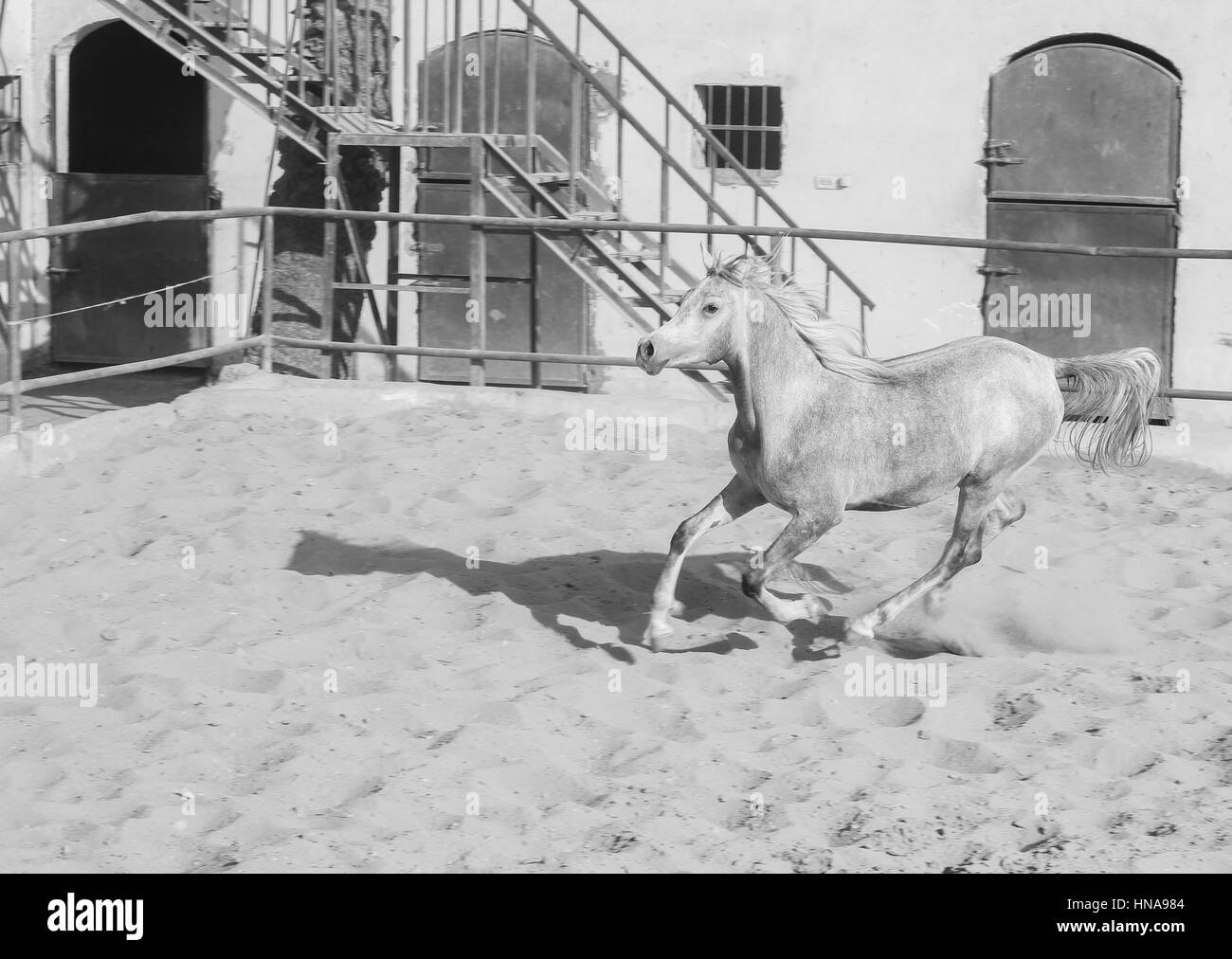Cheval Arabe dans un ranch de sable/ Cheval Arabe d' dans un champ de sable à sunny day Banque D'Images