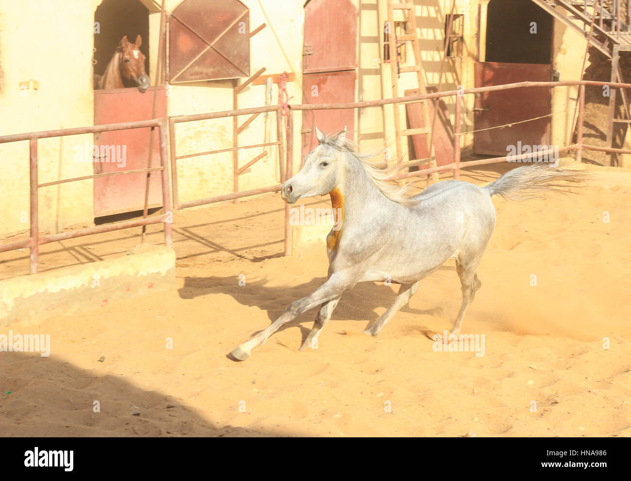 Cheval Arabe dans un ranch de sable/ Cheval Arabe d' dans un champ de sable à sunny day Banque D'Images