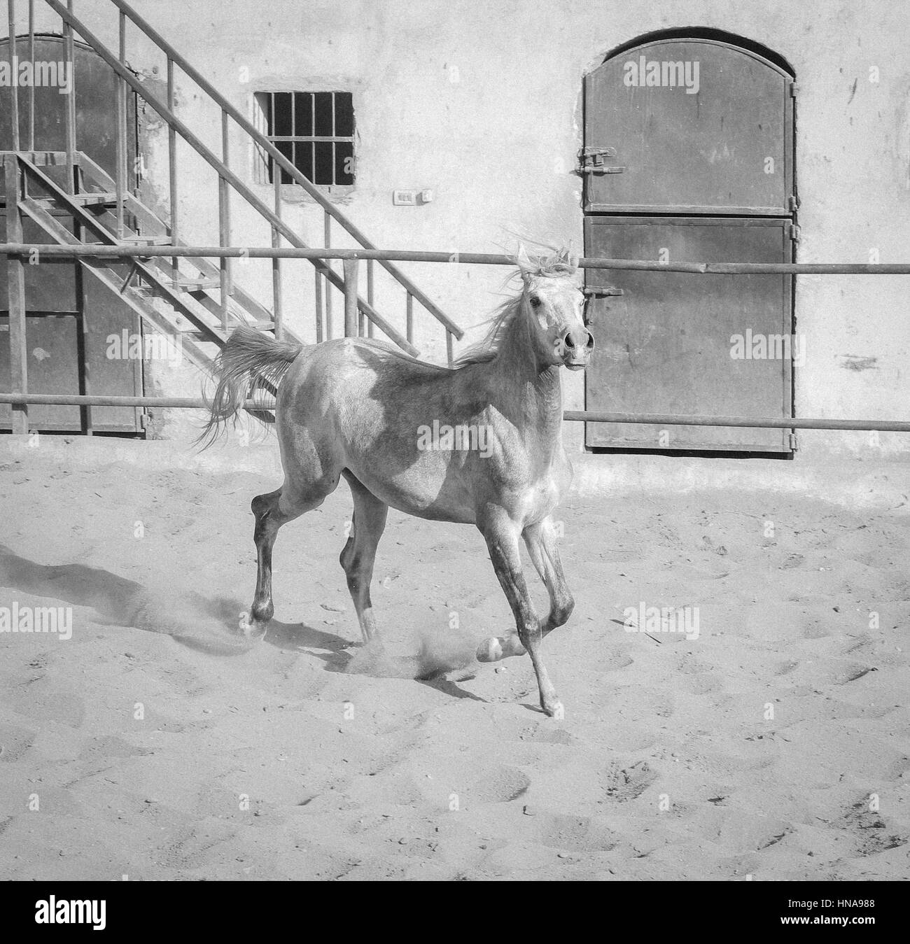 Cheval Arabe dans un ranch de sable/ Cheval Arabe d' dans un champ de sable à sunny day Banque D'Images