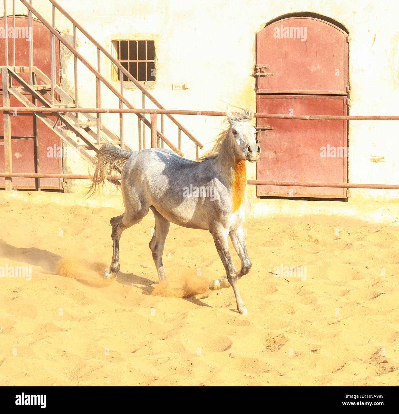 Cheval Arabe dans un ranch de sable/ Cheval Arabe d' dans un champ de sable à sunny day Banque D'Images