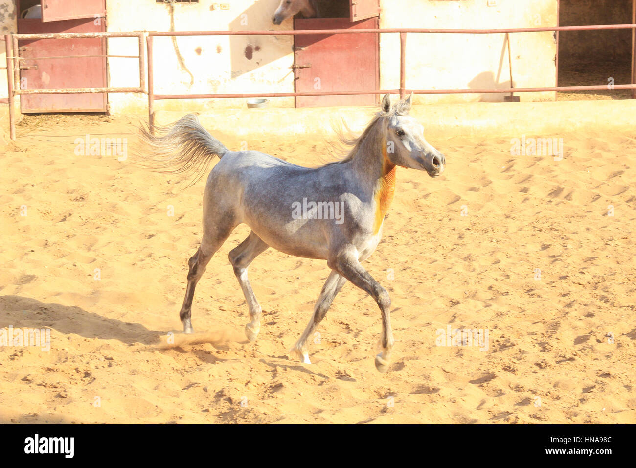 Cheval Arabe dans un ranch de sable/ Cheval Arabe d' dans un champ de sable à sunny day Banque D'Images
