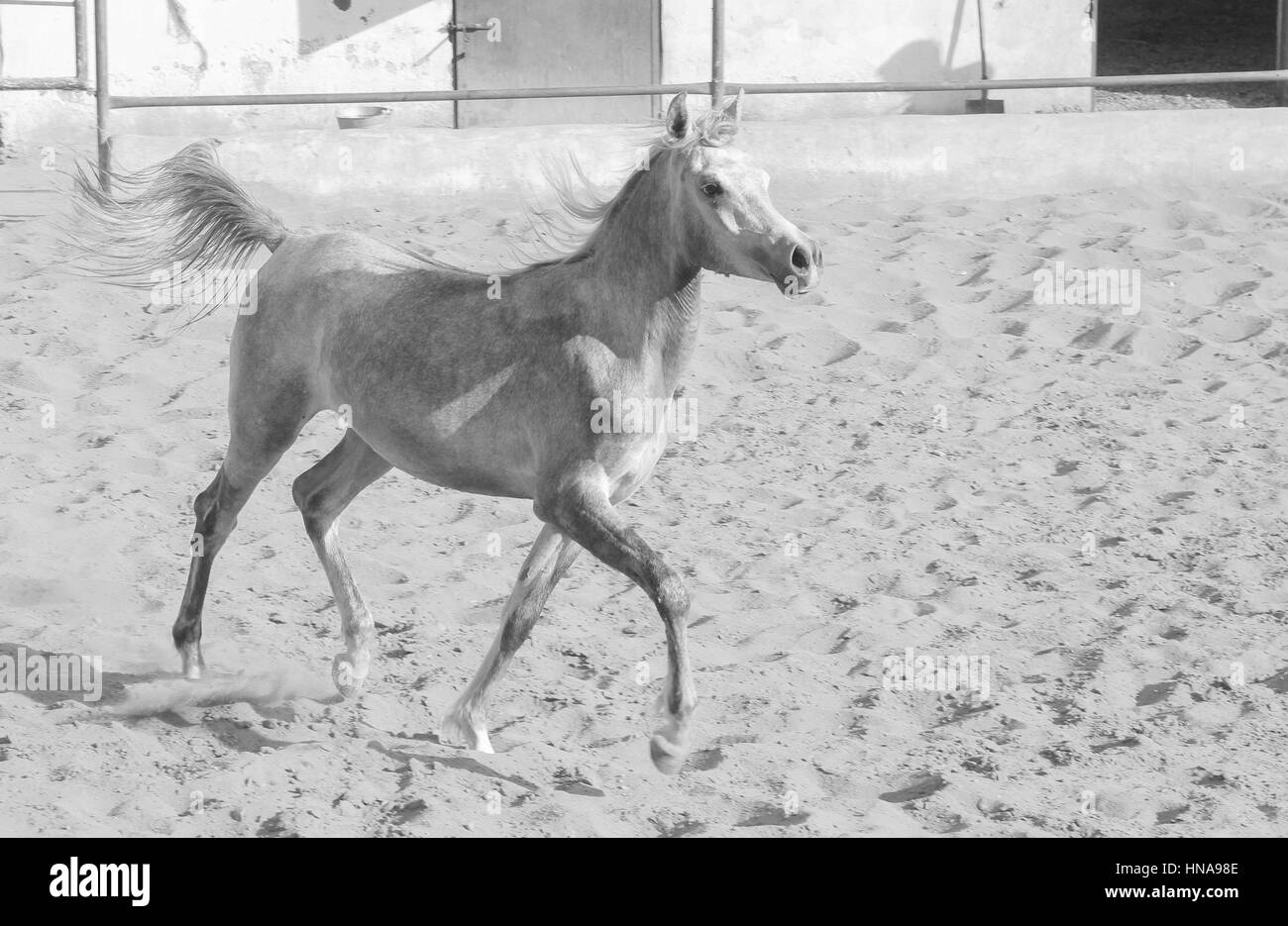 Cheval Arabe dans un ranch de sable/ Cheval Arabe d' dans un champ de sable à sunny day Banque D'Images