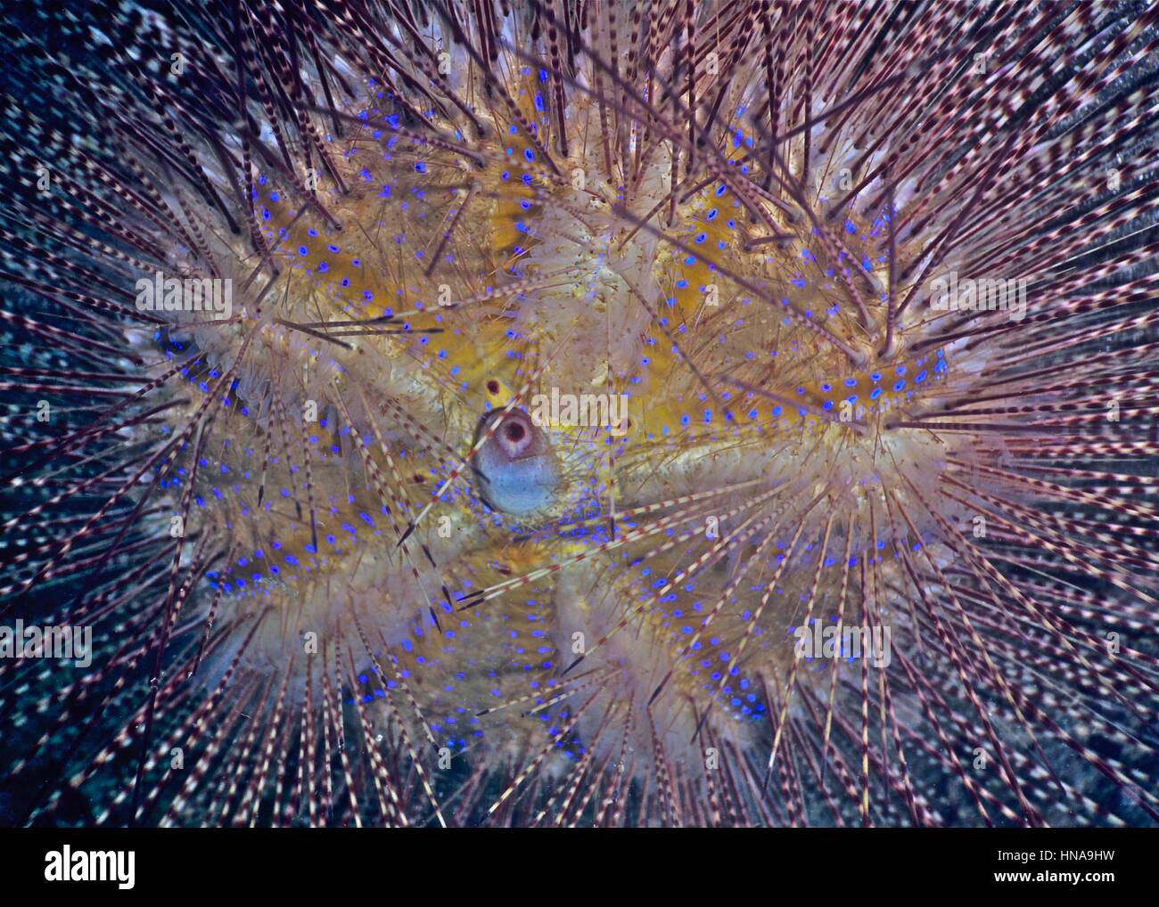 Un incendie (oursin Astropyga radiata), le pique de qui sont très douloureux et peut parfois se révéler fatal. Photographié dans les eaux de Bali, Indonésie. Banque D'Images