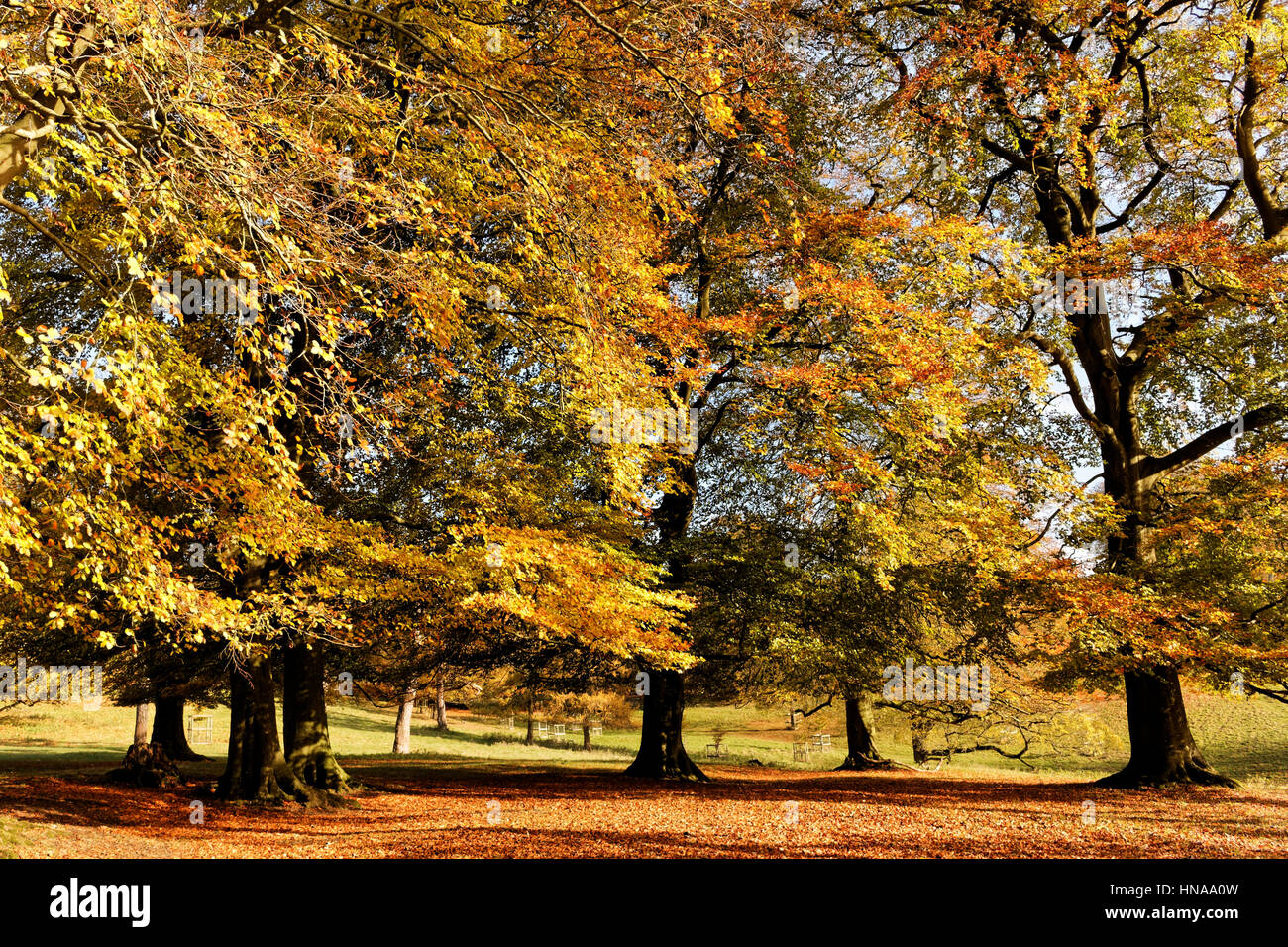 Paysage d'automne ; Angleterre ; Somerset Banque D'Images