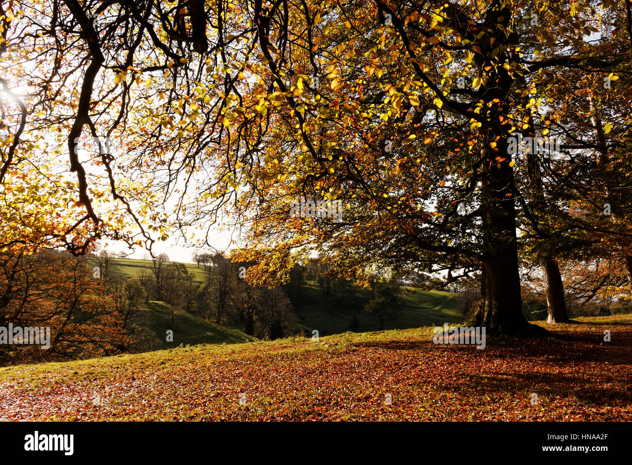 Paysage d'automne ; Angleterre ; Somerset Banque D'Images