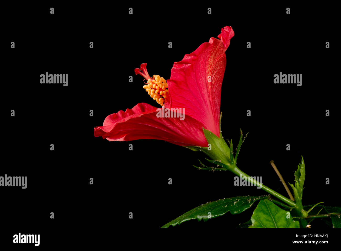 Fleur d'Hibiscus rosa-sinensis rouge d'ouverture de séquence pour révéler les anthères, stigmatisation, de style et d'autres parties de la reproduction Banque D'Images Fleur d'Hibiscus rosa-sinensis rouge d'ouverture de séquence pour révéler les anthères, stigmatisation, de style et d'autres parties de la reproduction Banque D'Images
