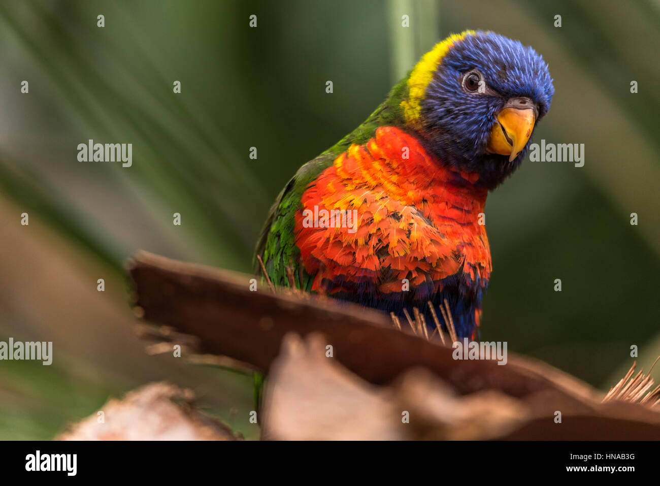 L'Arc-en-ciel lori (Trichoglossus moluccanus) une espèce d'oiseau vivant en Australie. L'oiseau est un perroquet de taille moyenne. Banque D'Images