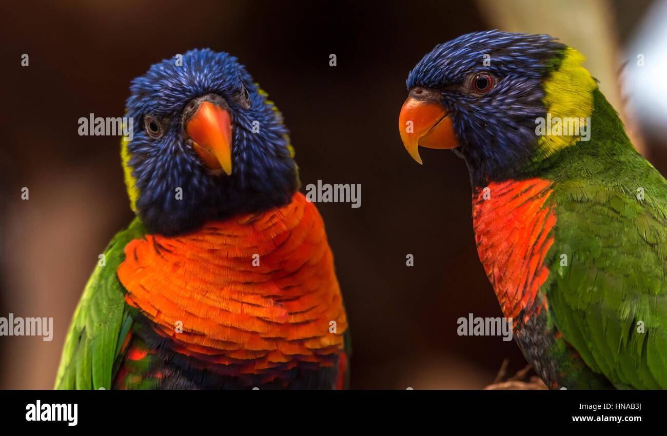 L'Arc-en-ciel lori (Trichoglossus moluccanus) une espèce d'oiseau vivant en Australie. L'oiseau est un perroquet de taille moyenne. Banque D'Images