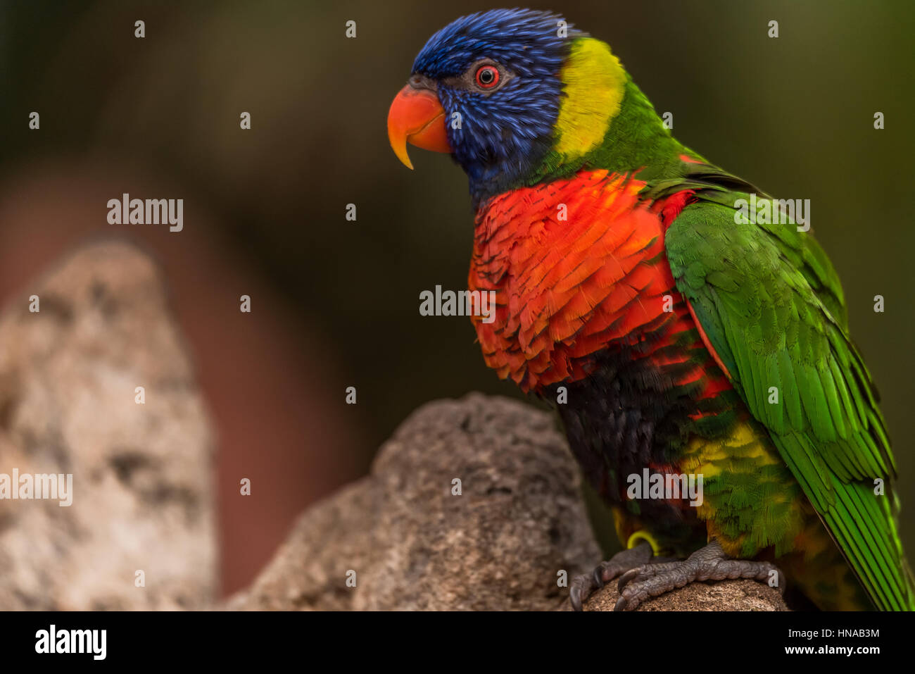 L'Arc-en-ciel lori (Trichoglossus moluccanus) une espèce d'oiseau vivant en Australie. L'oiseau est un perroquet de taille moyenne. Banque D'Images