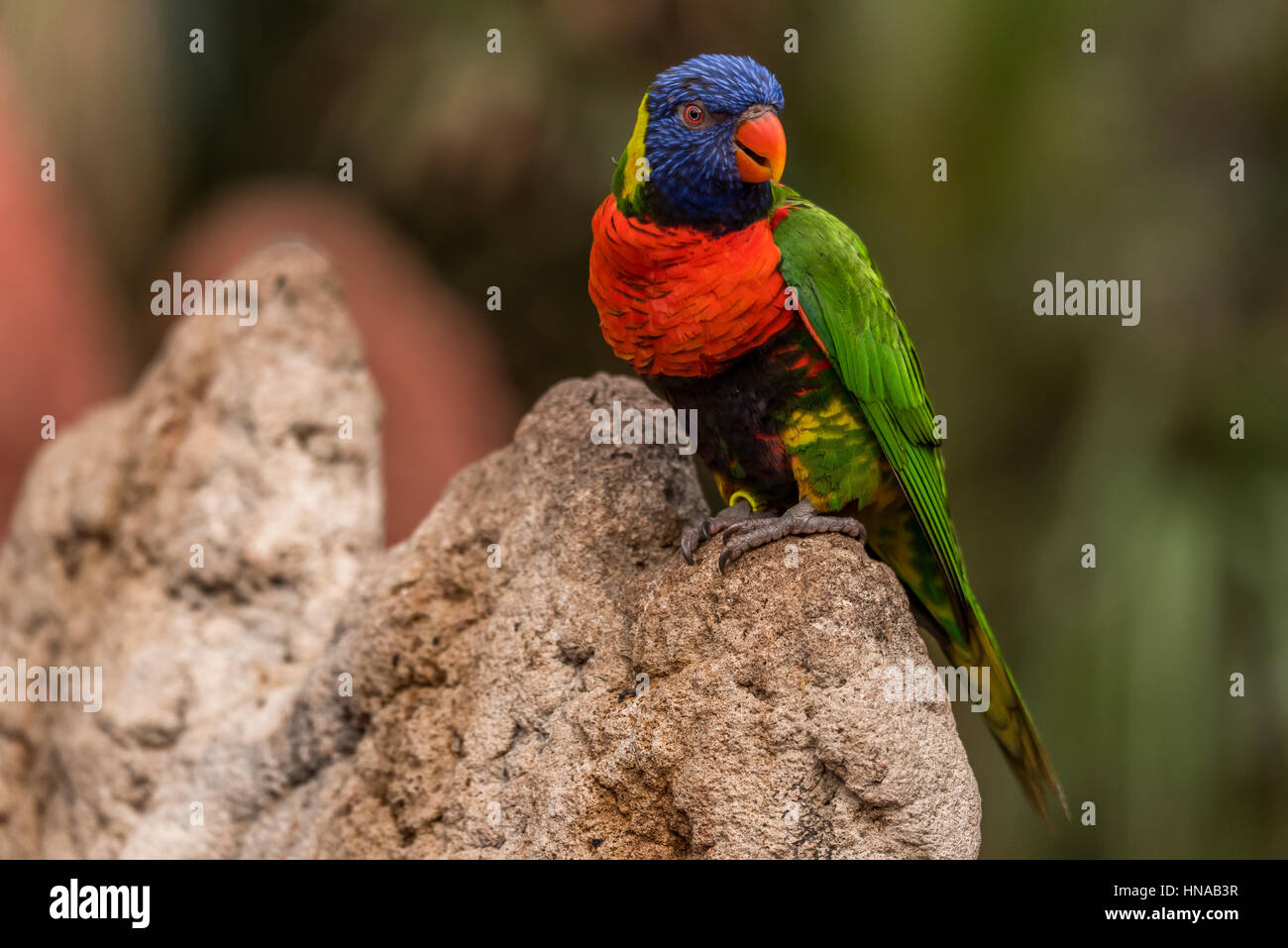 L'Arc-en-ciel lori (Trichoglossus moluccanus) une espèce d'oiseau vivant en Australie. L'oiseau est un perroquet de taille moyenne. Banque D'Images