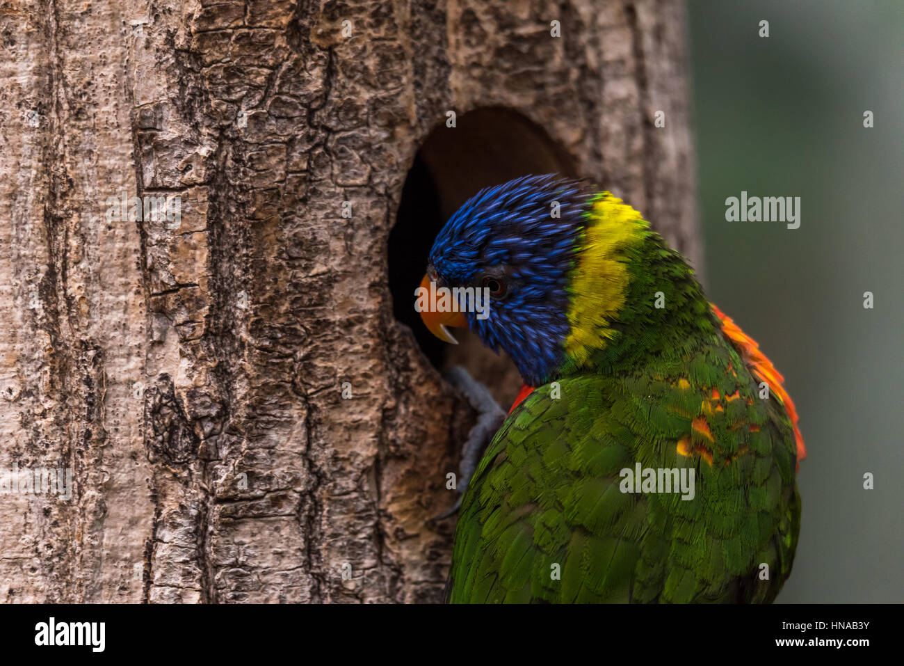 L'Arc-en-ciel lori (Trichoglossus moluccanus) une espèce d'oiseau vivant en Australie. L'oiseau est un perroquet de taille moyenne. Banque D'Images