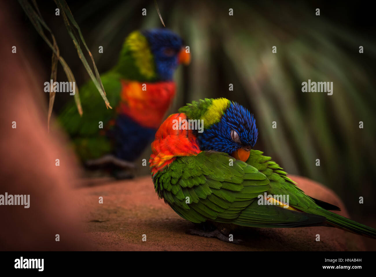 L'Arc-en-ciel lori (Trichoglossus moluccanus) une espèce d'oiseau vivant en Australie. L'oiseau est un perroquet de taille moyenne. Banque D'Images