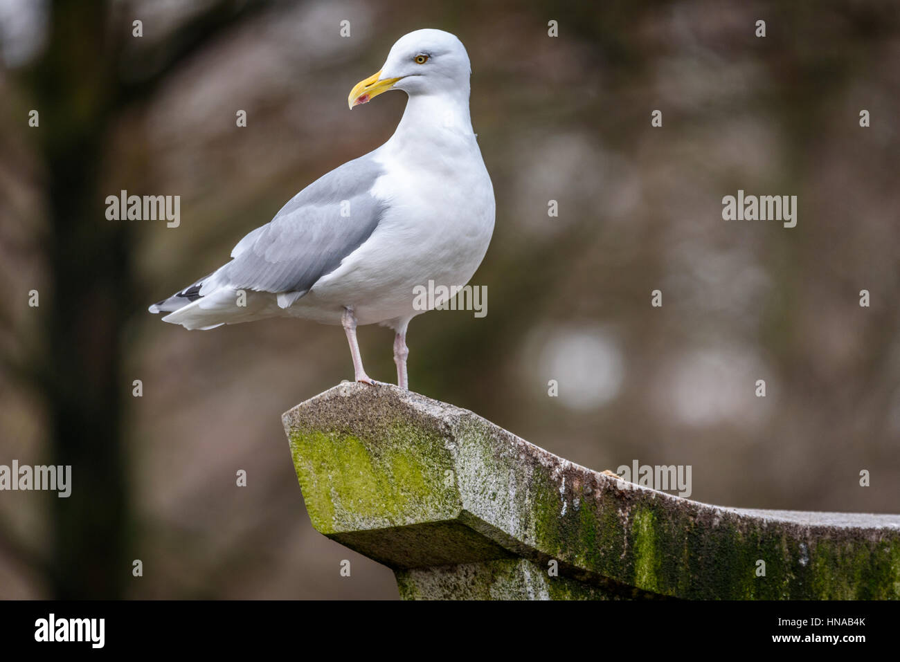 Seagull (homonymie), d'oiseaux de la famille Laridae dans le sous-ordre de Lari. Banque D'Images