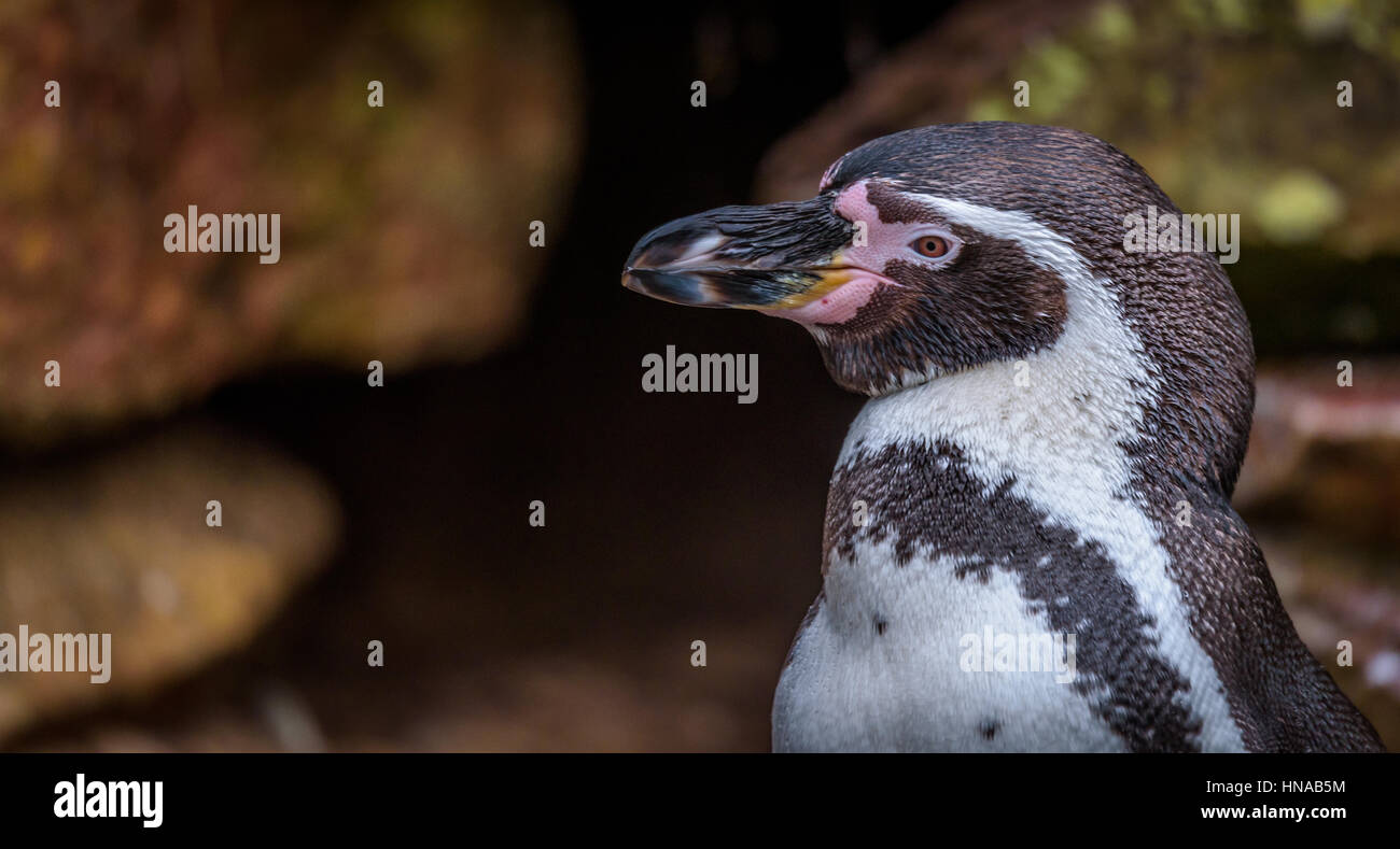 Les manchots de Magellan (manchots) sont un groupe d'oiseaux aquatiques, de voler. Les manchots de Magellan sont de taille moyenne Banque D'Images