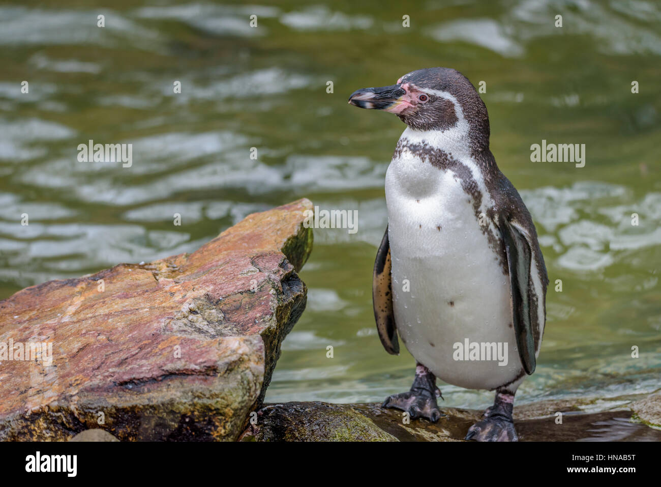 Les manchots de Magellan (manchots) sont un groupe d'oiseaux aquatiques, de voler. Les manchots de Magellan sont de taille moyenne Banque D'Images