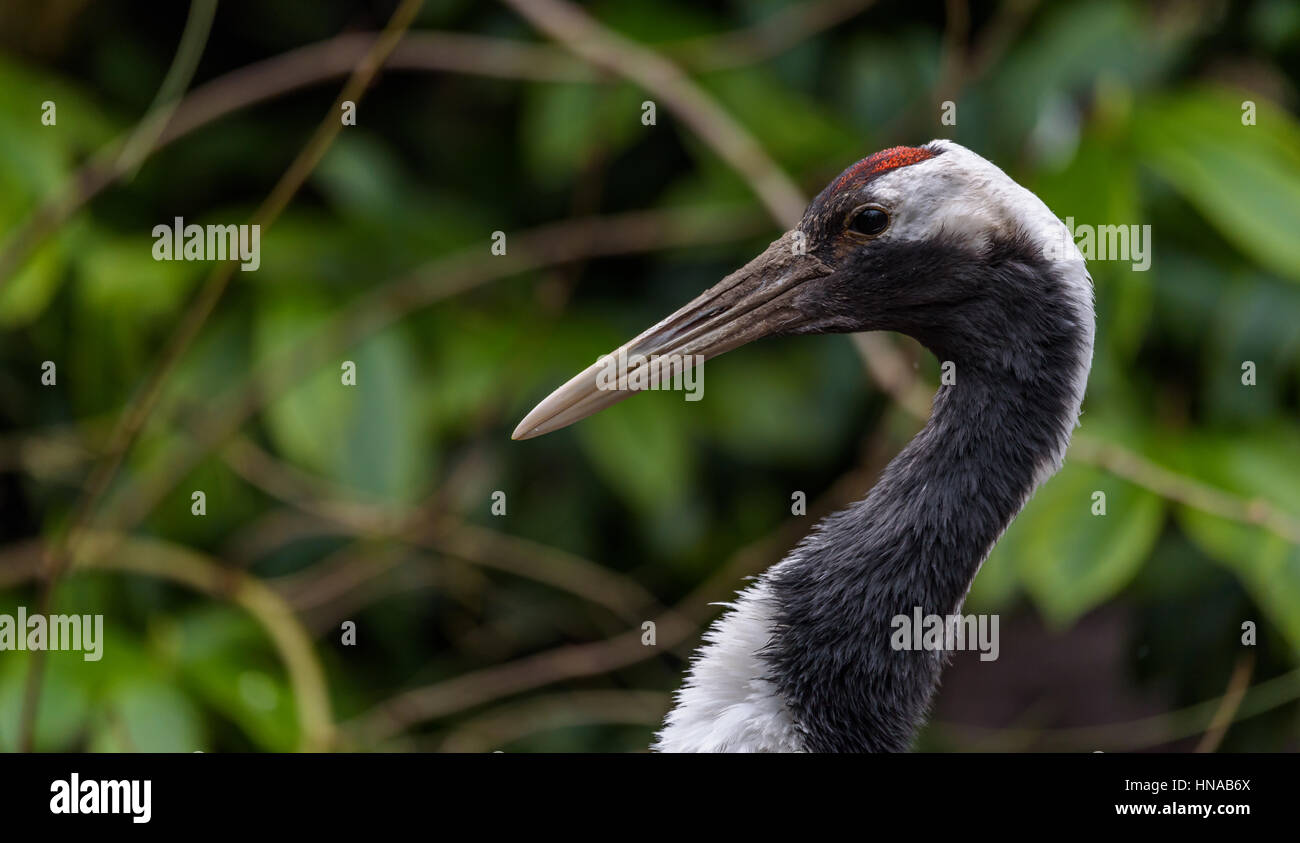 La grue à couronne rouge (Grus japonensis), également appelé la grue japonaise oiseau. Photo prise derrière la clôture dans un zoo. Banque D'Images