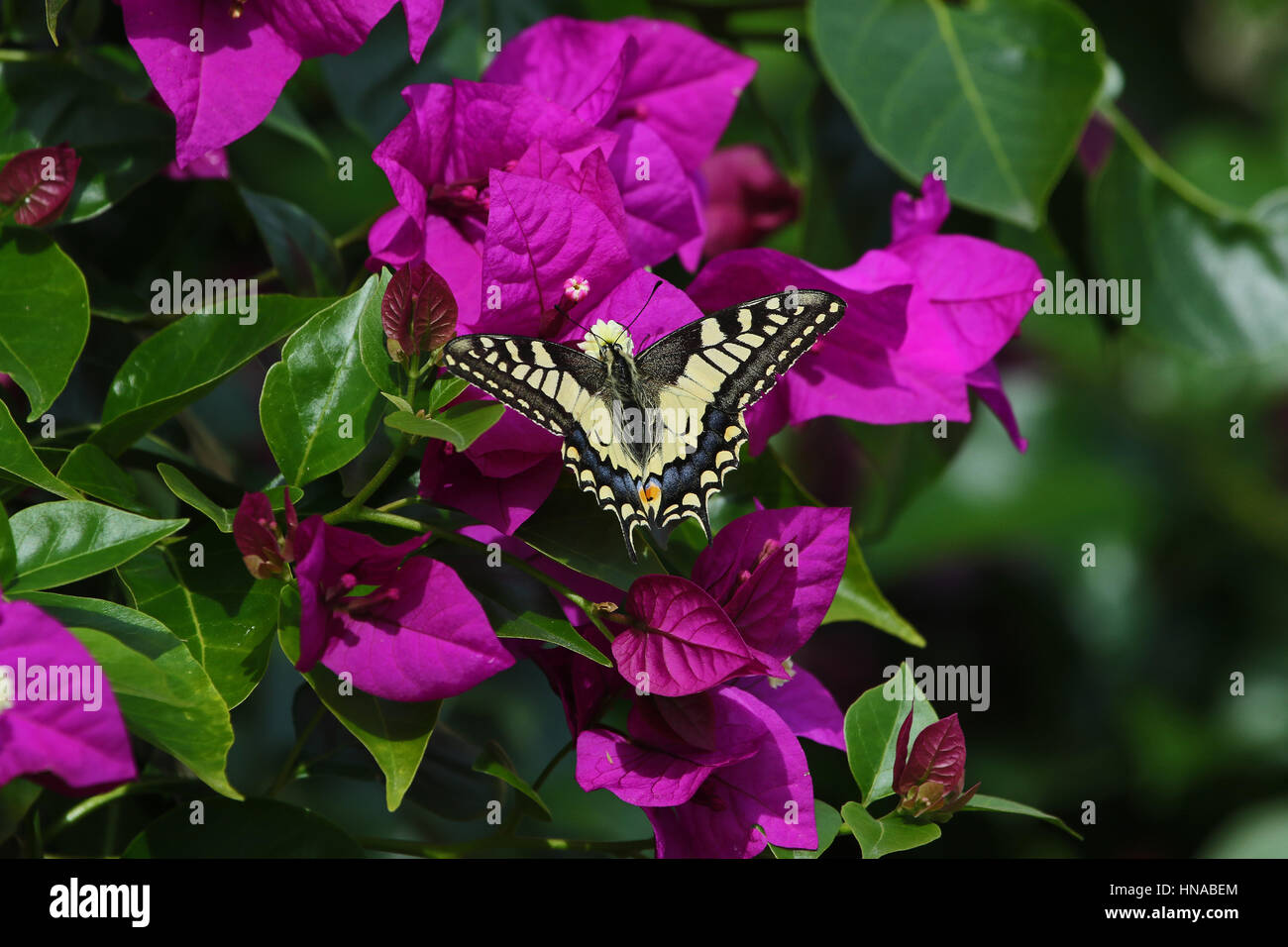 Papillon machaon papillo communs se nourrissent de bouganivillea glabra fleur en Italie par Ruth Swan Banque D'Images