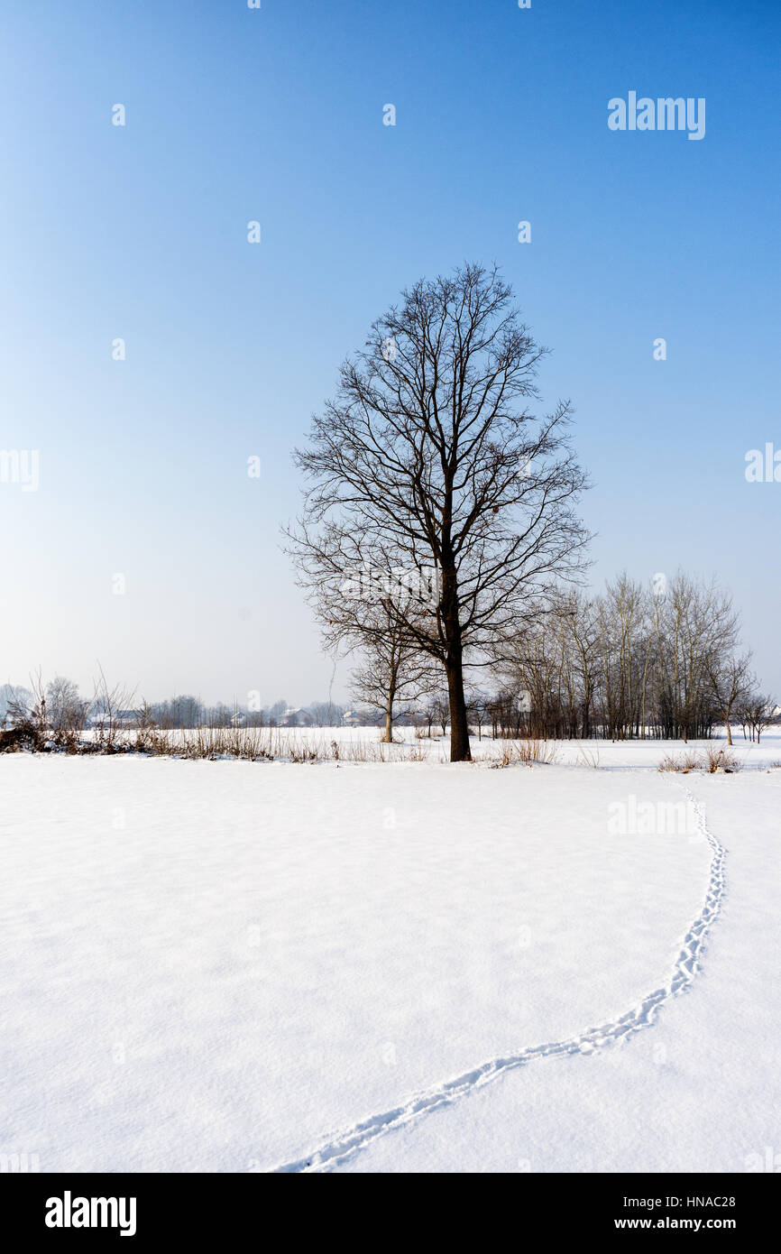 Paysage d'hiver avec l'arbre et l'empreinte d'animaux dans la neige Banque D'Images